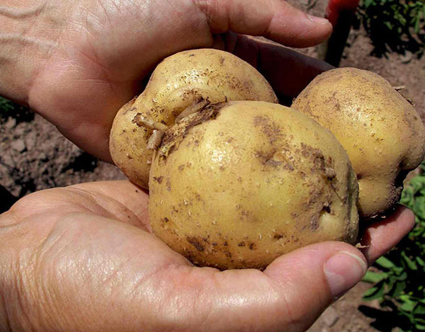 Potatoes-in-Hands-cropped